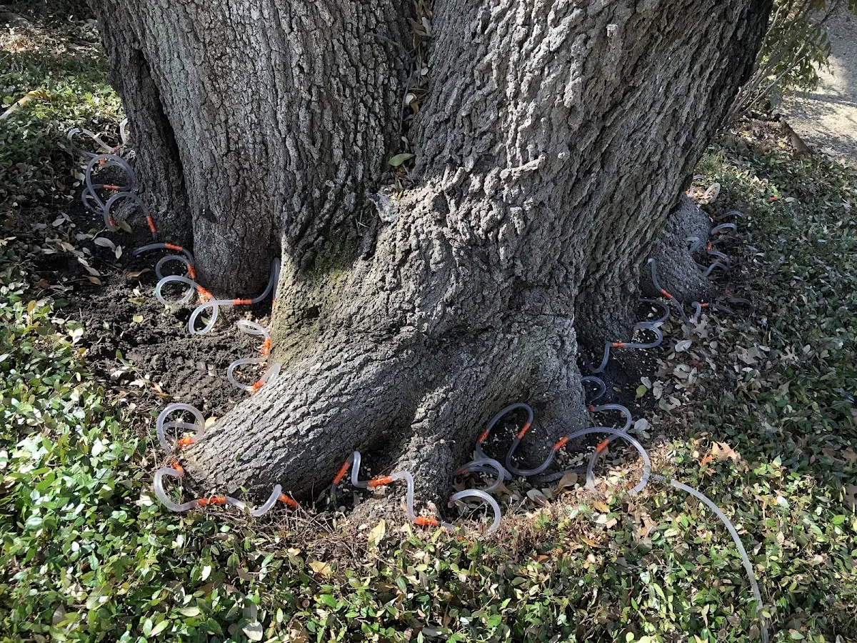 Detailed Tree Cabling and Bracing job site in Mc Causland