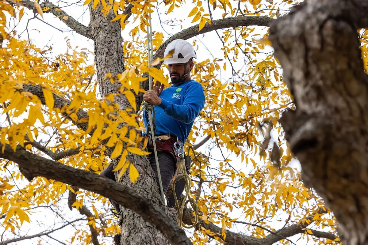 Skilled Tree Pruning crew working in Mc Causland