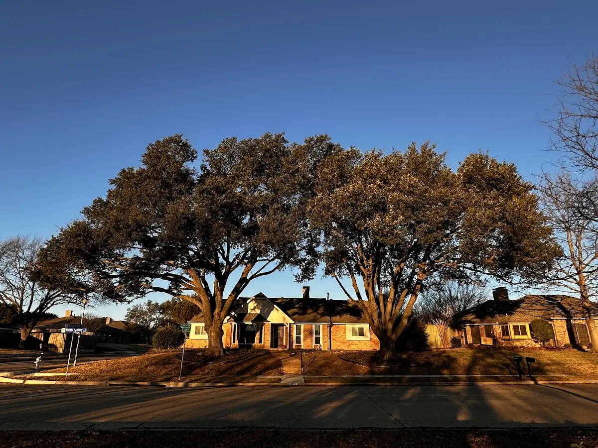 Established residential canopy tree shading a home in Mc Causland